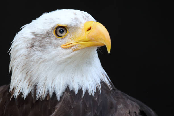 Weißkopfseeadler...American Eagle..Haliaeetus Leucocephalus A bald eagle, the heraldic animal of the USA us air force insignia stock pictures, royalty-free photos & images