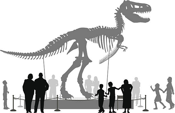 Dinosaur museum Editable vector silhouettes of people looking at a Tyrannosaurus rex skeleton in a museum animal skeleton stock illustrations