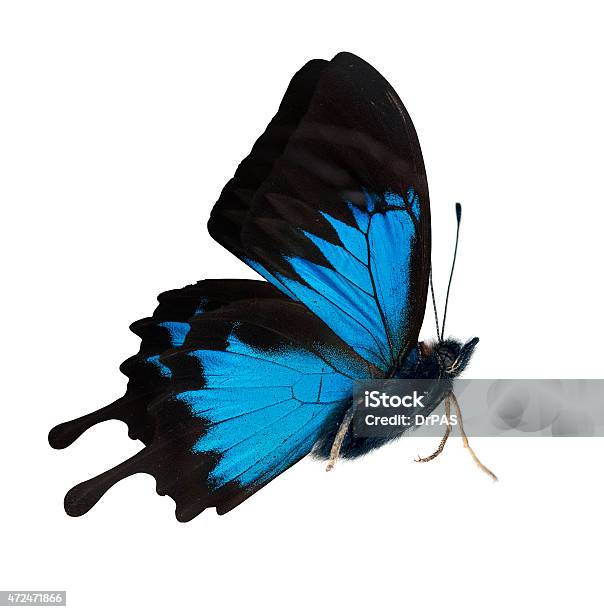 Side View Of Bright Blue Butterfly Stock Photo - Download Image Now - Butterfly - Insect, 2015, Animal