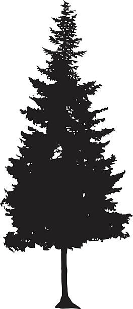 Download Best Tall Pine Tree Illustrations, Royalty-Free Vector Graphics & Clip Art - iStock