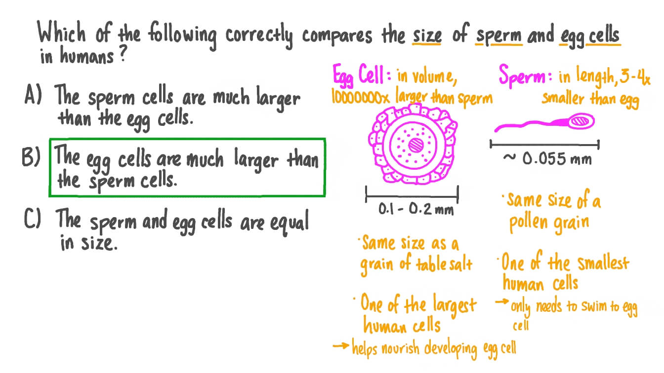 Human Egg Cell And Sperm