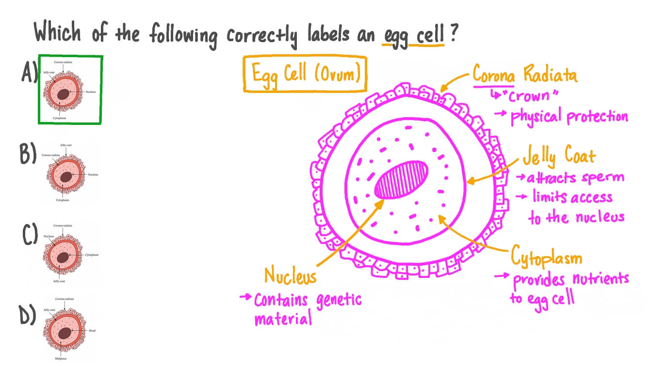 Human Egg Cell Structure