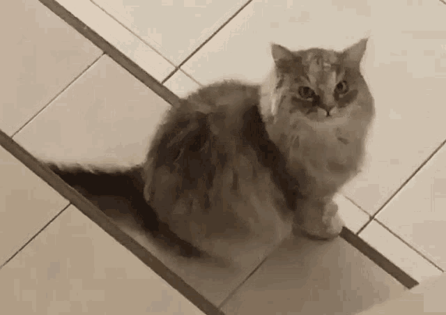 a cat sitting on a tiled floor looking at the camera .