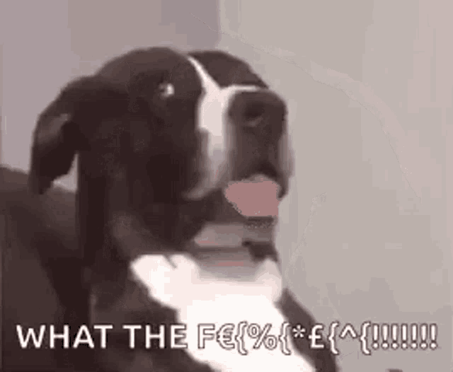 a black and white dog is sitting on a couch with its tongue hanging out and the words `` what the fucking % ! ''