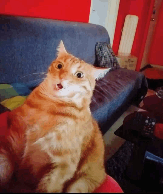 a cat sitting on a blue couch looking at the camera