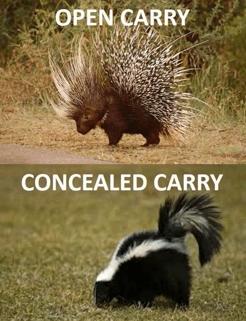 an open carry porcupine and a concealed carry skunk are shown