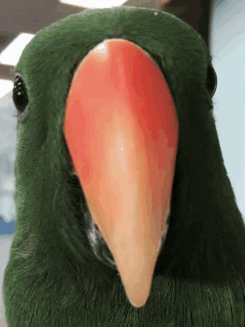 a close up of a green parrot with a red beak looking at the camera