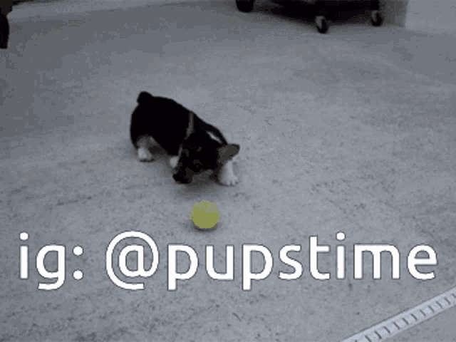a picture of a dog playing with a tennis ball with the hashtag @pupstime on the bottom