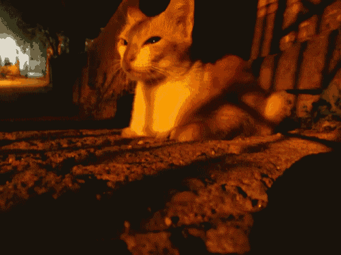 a cat is laying on the ground at night