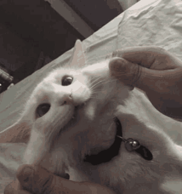 a person is petting a white cat with a bell on its collar