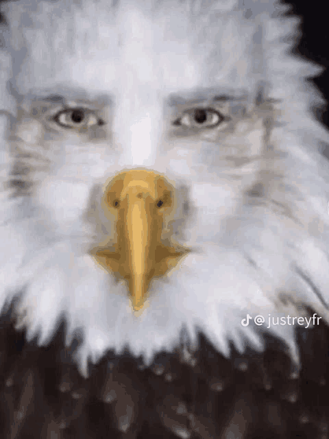 a bald eagle with a man 's face painted on its head .