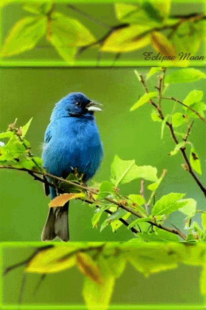 a blue bird perched on a tree branch with a green background and the name eclipse moon on the bottom