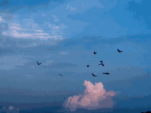 a flock of birds flying in the sky with a pink cloud in the background