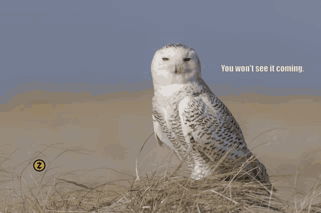 a snowy owl sitting in a field with the words " you won t see it coming "