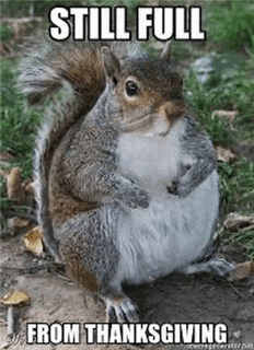 a fat squirrel is sitting in the grass with the words `` still full from thanksgiving '' .