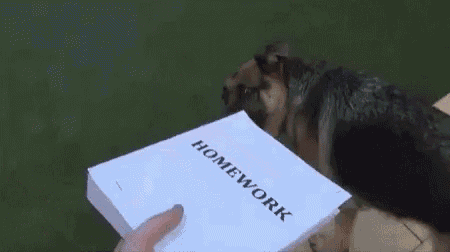 a dog is sniffing a person holding a book titled homework