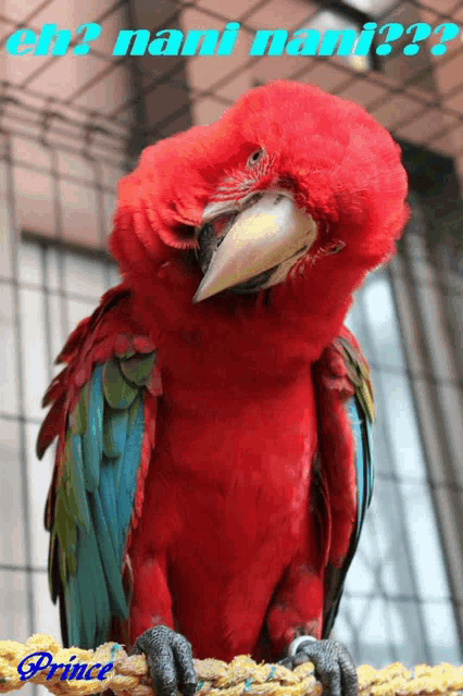 a picture of a red parrot with the words oh ? nani nani written on it