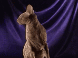 a cat standing in front of a purple cloth