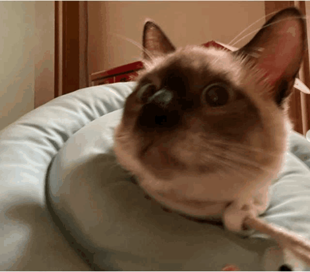 a brown and white cat is laying on a blue blanket