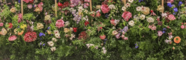 a bunch of different flowers are growing in a field