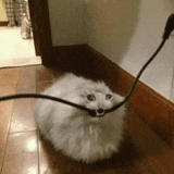 a fluffy white cat is laying on the floor next to a cord
