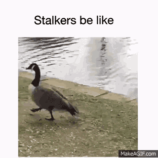 a goose is walking on the ground near a lake .