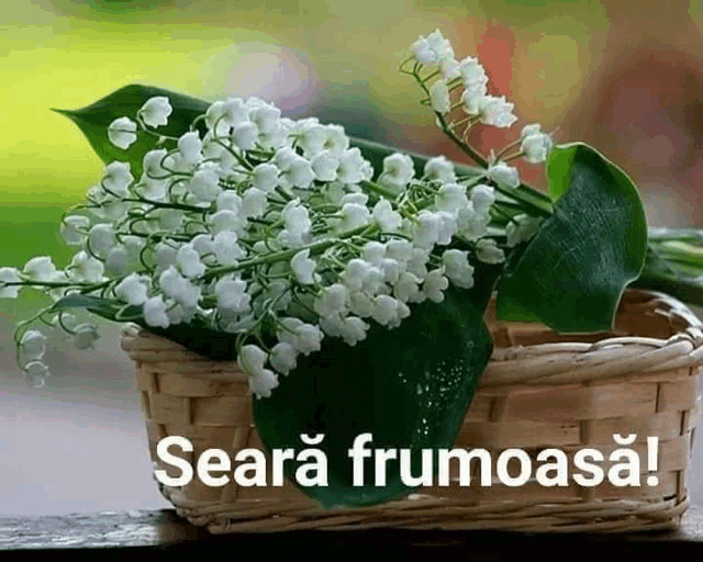 lily of the valley flowers in a basket with the words seara frumoasa on the bottom