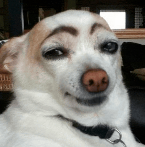 a brown and white dog with a collar and a fake eyebrow