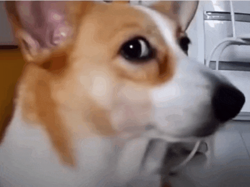 a close up of a brown and white dog looking at the camera with a rope in its mouth .