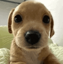 a close up of a brown puppy laying on a bed looking at the camera .