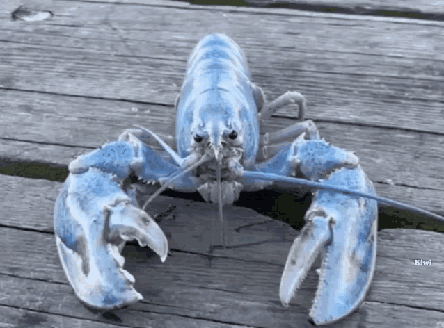 a blue and white lobster laying on a wooden surface