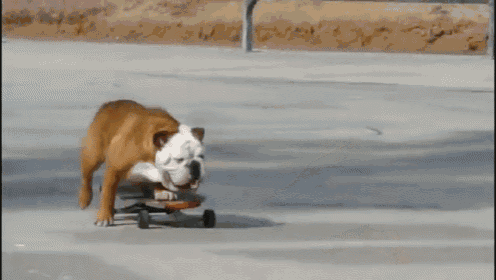 a brown and white dog riding a skateboard on a sidewalk