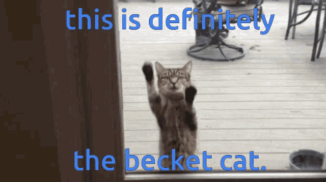 a cat is looking out a window with the words this is definitely the becket cat