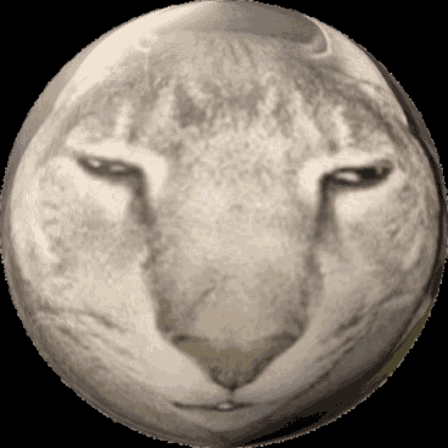 a close up of a cat 's face in a sphere