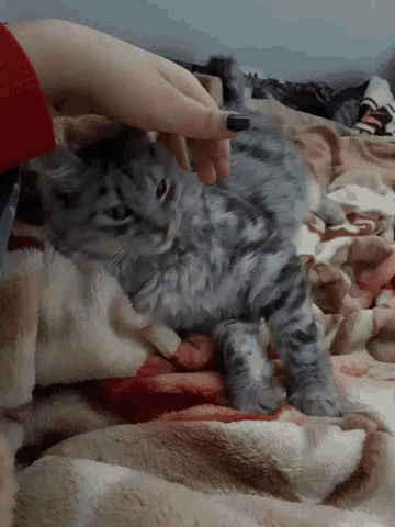 a person petting a gray cat on a blanket