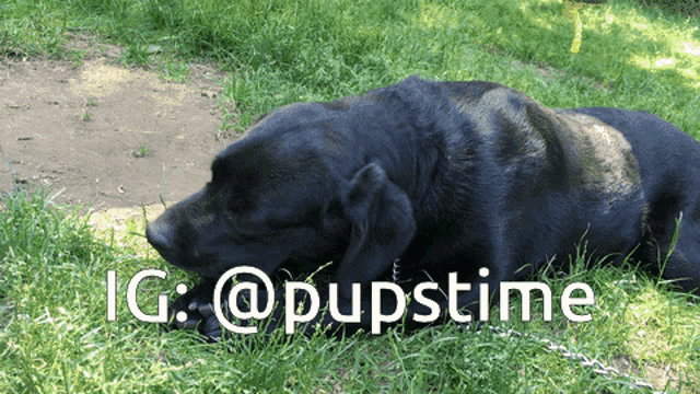 a black dog is laying in the grass with a caption that says ig @ pupstime