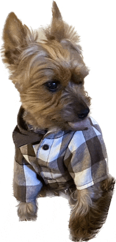 a small dog is wearing a plaid shirt