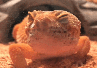 a close up of a lizard 's face with its eyes closed .