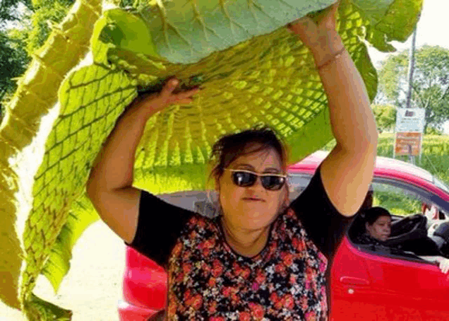 a woman wearing sunglasses is carrying a large green leaf on her head .