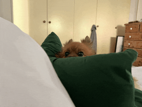 a small dog peeking out of a green pillow