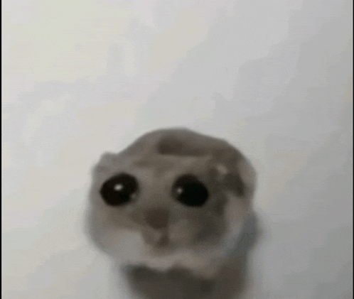 a close up of a hamster with big eyes looking at the camera