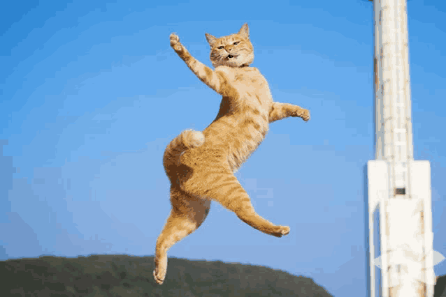 a cat is jumping in the air with its paws outstretched