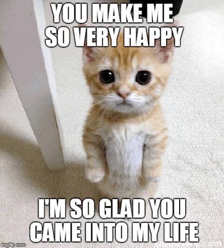 Happy Cat Meme Face Meme