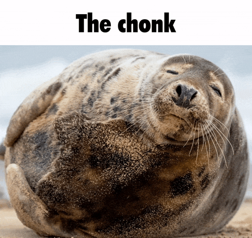 a picture of a seal that says the chonk