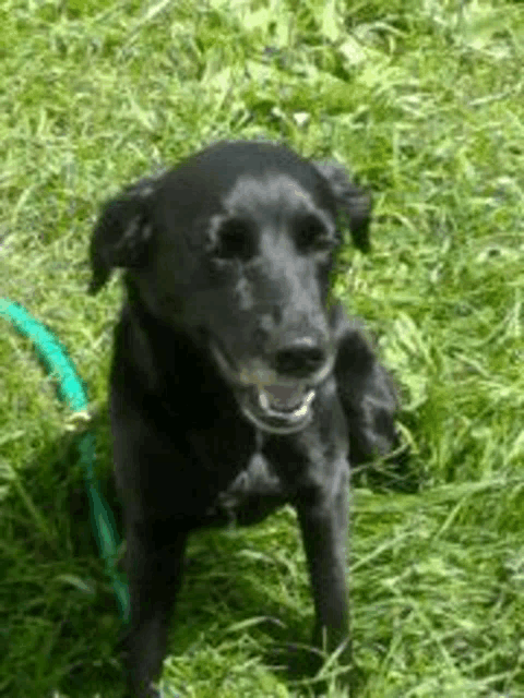 a black dog standing in the grass next to a green hose