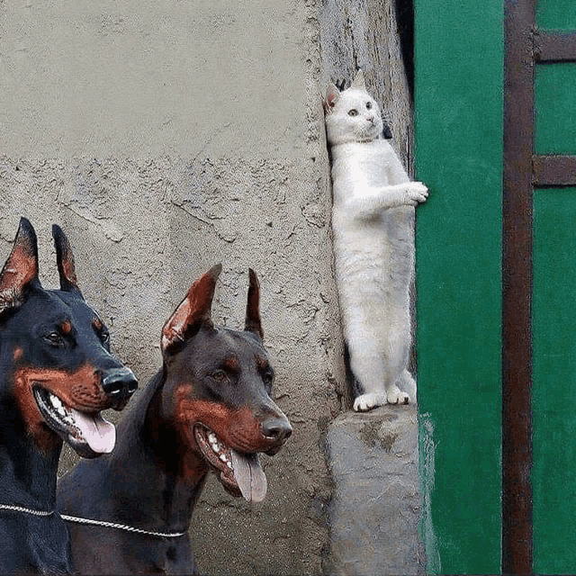 two doberman dogs are standing next to a white cat