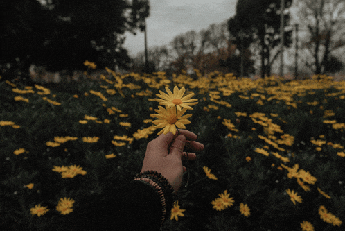 a person is holding a yellow flower in a field