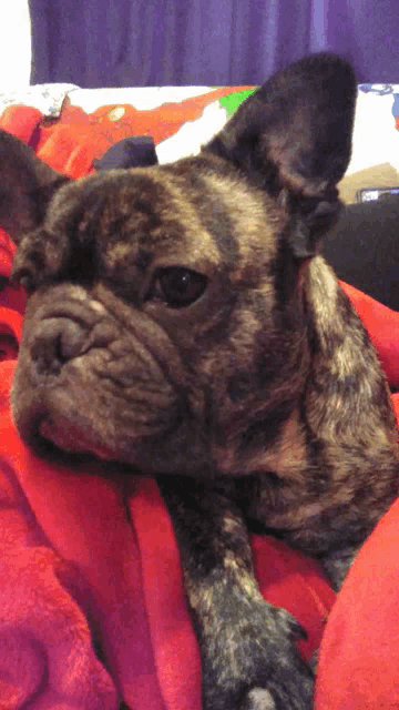 a french bulldog laying on a red blanket looking at the camera