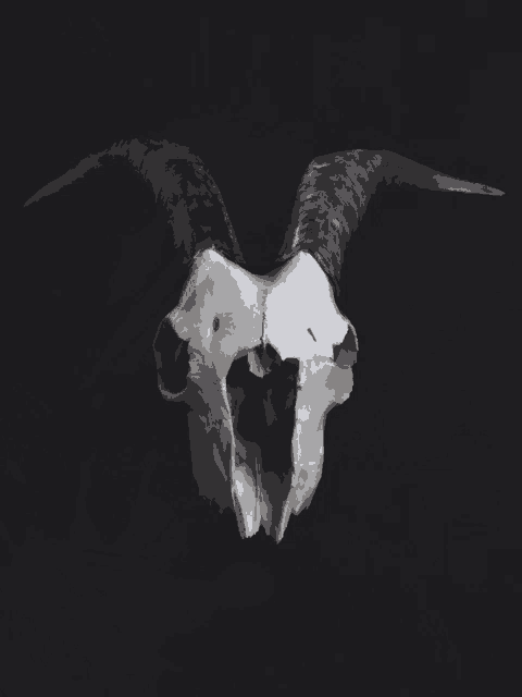 a drawing of a goat 's skull with horns on a black background