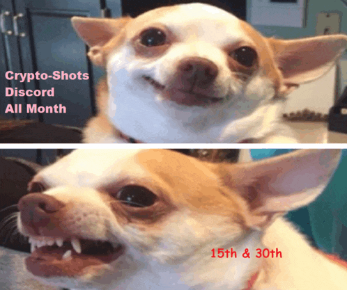 a picture of a dog with the words crypto-shots discord all month